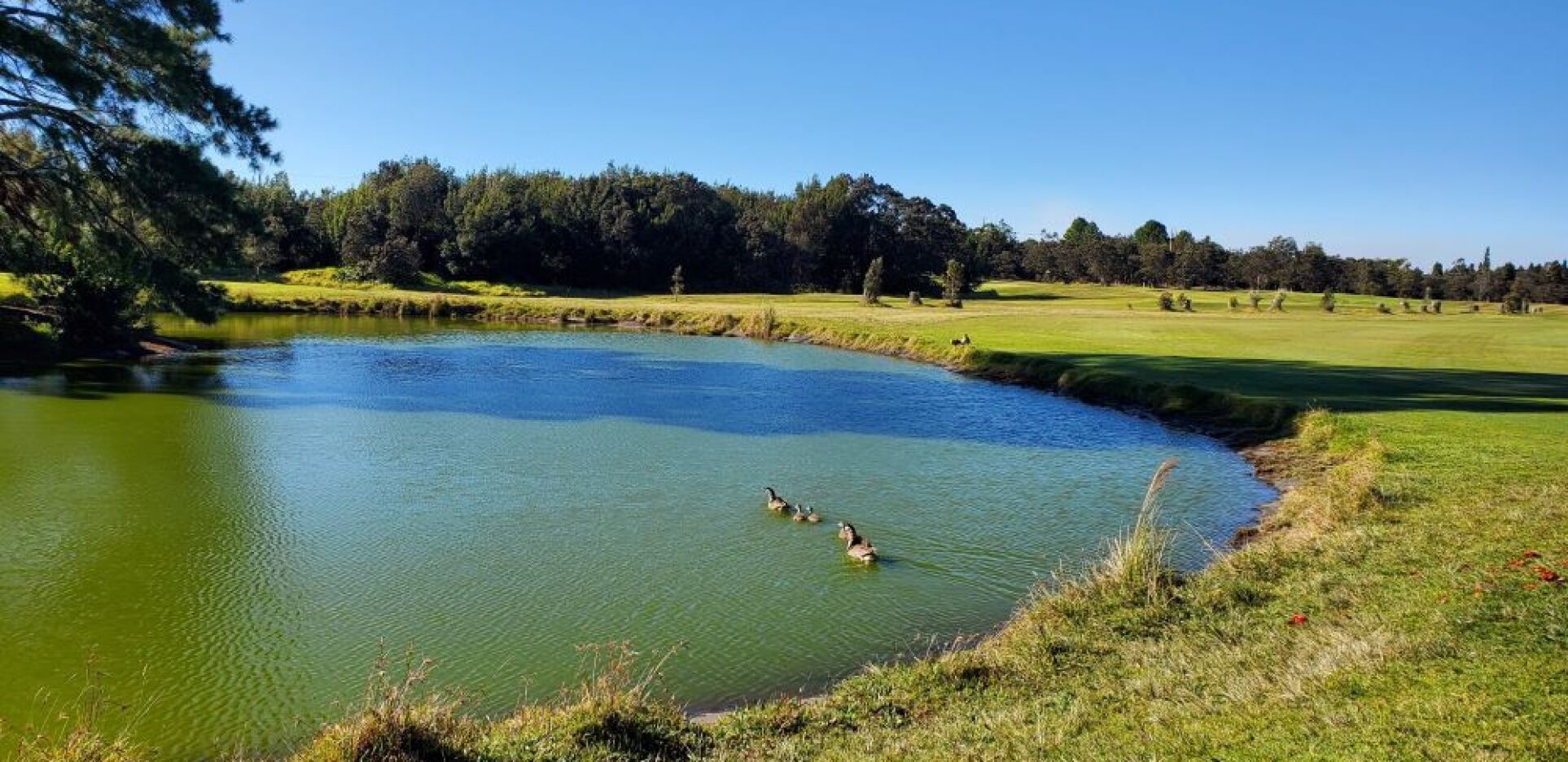 Golf Course pond with ducks on green